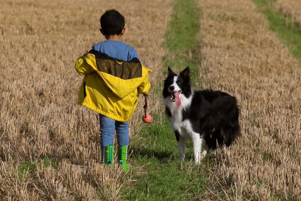 Best Dog Food Brands in India